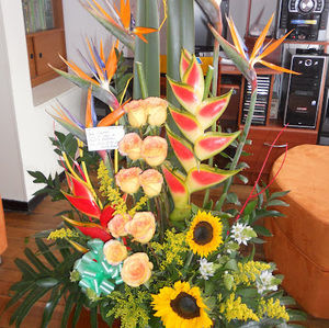 Meet your Posher, Nubia